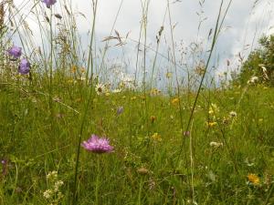 Ucna-pot-travnik_ Vetrnik